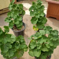 فروش شمعدانی و نشا گوجه فرنگی