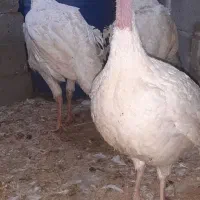 بوقلمون گوشتی نروماده