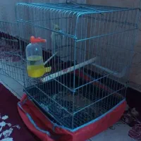 عروس هلندی|پرنده|باقرشهر, |دیوار