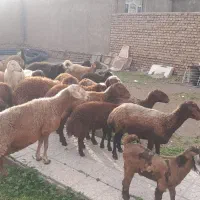 میش بره دار
