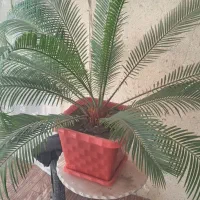 گل گیاه
