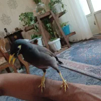 مرغ مینا (از نژاد افغان)