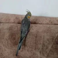 جوجه عروس هلندی|پرنده|رودهن, |دیوار