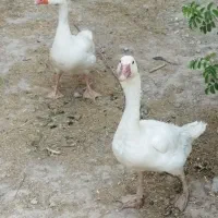 غاز