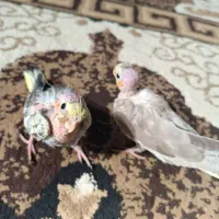 جوجه عروس هلندی یک ماه|پرنده|چغادک, |دیوار