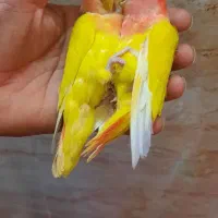 طوطی برزیلی و جوجه عروس خورموج