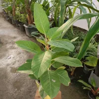 گل فیکوس آلتیسما