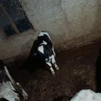 گوساله هلشتاین