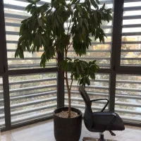 گل فیکوس آلی