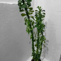 گل آپارتمانی|گل و گیاه طبیعی|سنقر, |دیوار