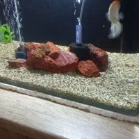 اکواریوم بالوازم ماهی