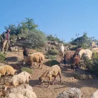 فروش ۱۳۰تعداد گوسفند همه آبستن آخر برج ۸ اویل ۹