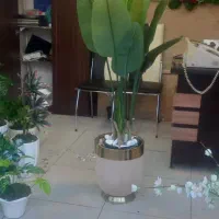 پرنده بهشتی