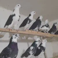 کفتر۳۱پشت سیاه ابلغ سیاه واقعا جنس پرشی بشرط یکجا