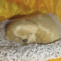 عروسک رومیزی و جلو ماشینی