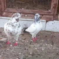 کفتر غریب|پرنده|سنگر, |دیوار