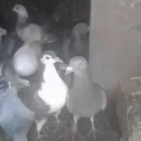 گمشده کبوتر|حیوانات|سبزوار, باهنر|دیوار