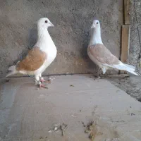 پشت گراف زرد پشت سیاه سرور زاغ|پرنده|تربت جام, یحیی آباد|دیوار