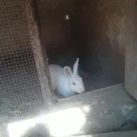 خرگوش ها همه اوس یا بچه دارن ۸ عدد ماده ۲ نر هستن|موش و خرگوش|میناب, |دیوار