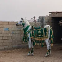 اسب مادیون