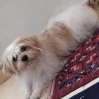 واگذاری شیتزو کراس