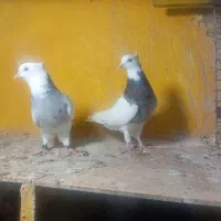 طوقی ماده|پرنده|خورموج, |دیوار