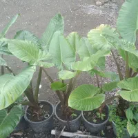 پالم شمشادباباادم|گل و گیاه طبیعی|املش, |دیوار