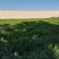 نعنا جهت خشک کردن|خوردنی و آشامیدنی|کاشان, یزد‌آباد|دیوار