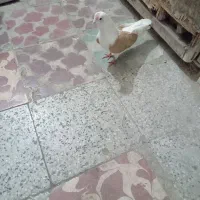فروش کبوتر ابلق