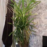 فروش گل یوکا