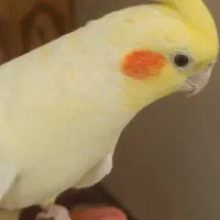 لوتینو مولد|پرنده|خمینی‌شهر, |دیوار