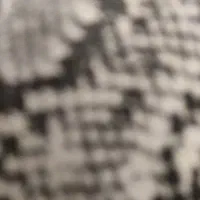 پرنده ای پیدا شده