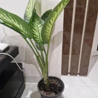 گل طبیعی|گل و گیاه طبیعی|کاشان, دانش|دیوار