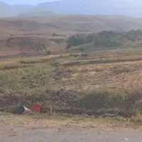 فروش فوق‌العاده برنج ایرانی درجه یک