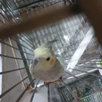 عروس هلندی|پرنده|تهران, شکیبا|دیوار