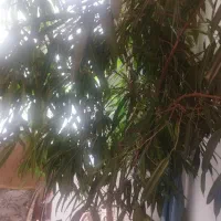 گیاه بنجامین آمستل