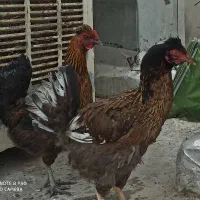 مرغ|حیوانات مزرعه|فلاورجان, |دیوار