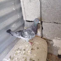 کبوتر|پرنده|یاسوج, |دیوار