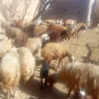 شیشک یامیش جوان ابستن|حیوانات مزرعه|باوله, |دیوار