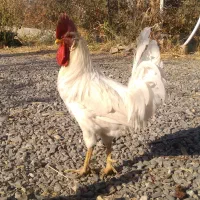 خروس|حیوانات مزرعه|میانه, |دیوار