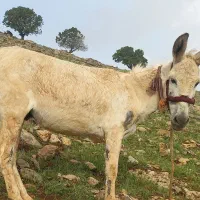 فروش الاغ نر باب مصرف کننده  هم باری هم سواری