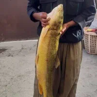 ماهی کردستان سد و رودخانه|ماهی|دیواندره, |دیوار