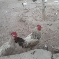خروس