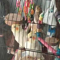 یه جفت عروس هلندی بالغ و یک عدد عروس هلندی نر