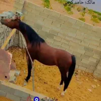 اسب نریان دره‌شوری|اسب و تجهیزات اسب‌سواری|شیراز, نصرآباد|دیوار