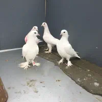 کبوتر|پرنده|تبریز, |دیوار