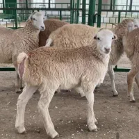 گوسفند مغان بیجار بجنورد افشار کردستانی زنده قصاب|حیوانات مزرعه|تهران, مرزداران|دیوار