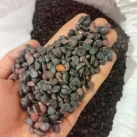 انچوچک(دونه گلابی وحشی