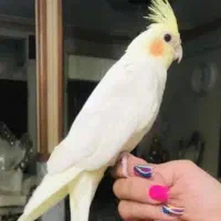 عروس هلندی لوتینو