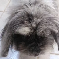 خرگوش|موش و خرگوش|اصفهان, رکن الدوله غربی|دیوار